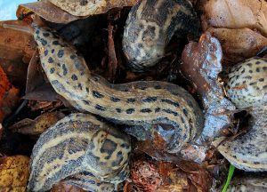 De tijgerslak - limax maximus